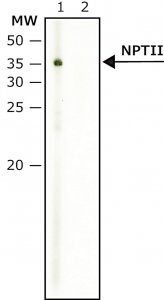 Anti-NPTII antibody produced in rabbit N6537-200UL