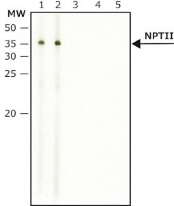 Anti-NPTII antibody produced in rabbit N6537-200UL