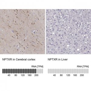 ANTI-NPTXR antibody produced in rabbit 