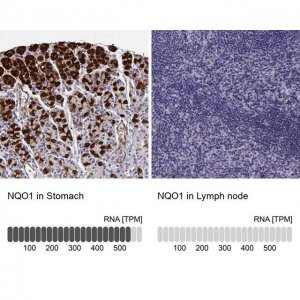 Anti-NQO1 antibody produced in rabbit 