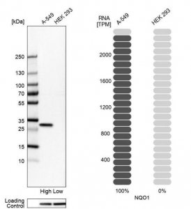 Anti-NQO1 antibody produced in rabbit 