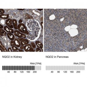 Anti-NQO2 antibody produced in rabbit HPA021283-100UL