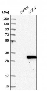 Anti-NQO2 antibody produced in rabbit HPA021283-100UL