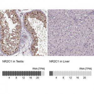 Anti-NR2C1 antibody produced in rabbit 
