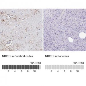 Anti-NR2E1 antibody produced in rabbit 