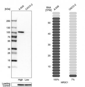 Anti-NR3C1 antibody produced in rabbit 