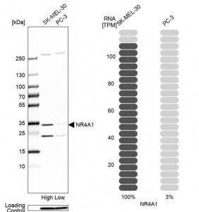 Anti-NR4A1 antibody produced in rabbit HPA059742-100UL