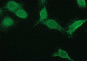 Anti-NR4A2 antibody produced in rabbit 