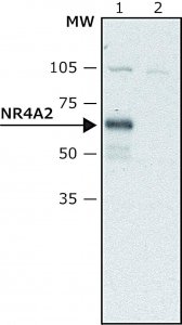 Anti-NR4A2 antibody produced in rabbit 