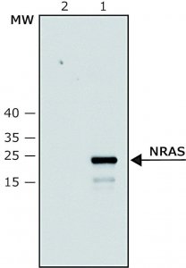 Anti-NRAS (C-terminal) antibody produced in rabbit SAB4200779-100UL