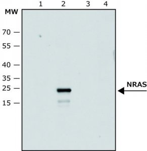Anti-NRAS (C-terminal) antibody produced in rabbit SAB4200779-100UL