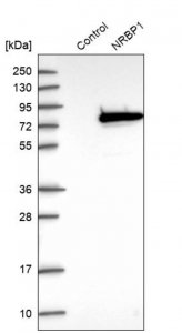 Anti-NRBP1 antibody produced in rabbit HPA029527-100UL