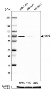 Anti-NRF1 antibody produced in rabbit 
