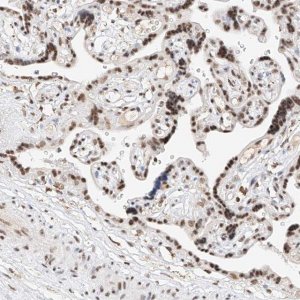Anti-NRF1 antibody produced in rabbit 