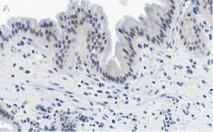 Anti-Nrf2 Antibody, clone 5B20 ZooMAb Rabbit Monoclonal 