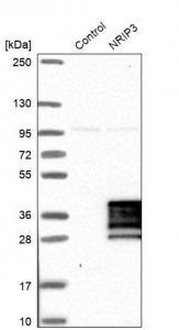 Anti-NRIP3 antibody produced in rabbit 