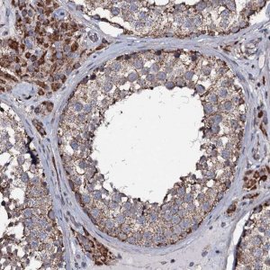 Anti-NRIP3 antibody produced in rabbit 