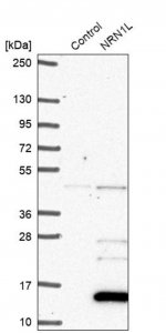 Anti-NRN1L antibody produced in rabbit HPA041761-100UL