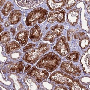 Anti-NRN1L antibody produced in rabbit HPA041761-100UL