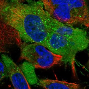 Anti-NRP2 antibody produced in rabbit 