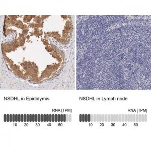 Anti-NSDHL antibody produced in rabbit 