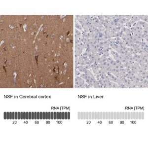Anti-NSF antibody produced in rabbit 