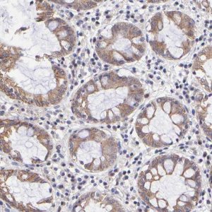 Anti-NSF antibody produced in rabbit 