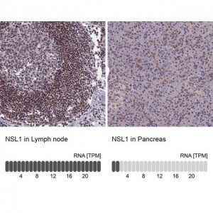Anti-NSL1 antibody produced in rabbit 