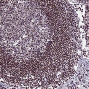 Anti-NSL1 antibody produced in rabbit 