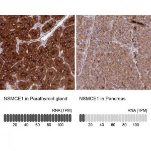 Anti-NSMCE1 antibody produced in rabbit 