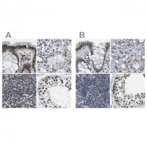 Anti-NSRP1 antibody produced in rabbit 