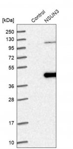 Anti-NSUN3 antibody produced in rabbit 