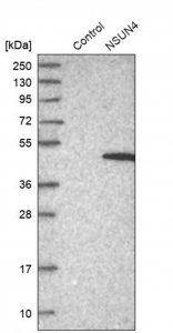 Anti-NSUN4 antibody produced in rabbit HPA028489-100UL