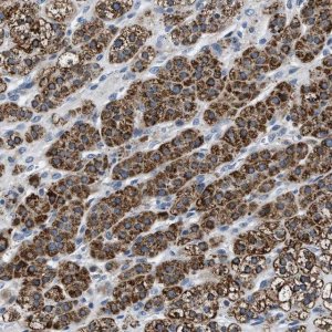 Anti-NTMT1 antibody produced in rabbit HPA020092-100UL