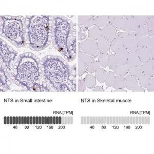 Anti-NTS antibody produced in rabbit 