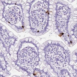Anti-NTS antibody produced in rabbit 
