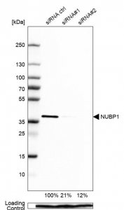 Anti-NUBP1 antibody produced in rabbit 