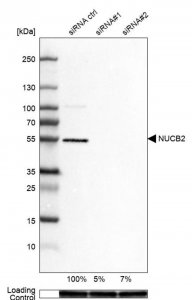 Anti-NUCB2 antibody produced in rabbit 