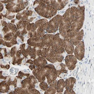 Anti-NUCB2 antibody produced in rabbit 