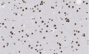 Anti-Nuclei Antibody, clone 3E1.3 ZooMAb Mouse Monoclonal 