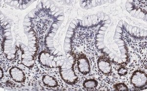Anti-Nucleolin Antibody, clone 5D13 ZooMAb Rabbit Monoclonal 