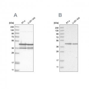 Anti-NUDC antibody produced in rabbit 