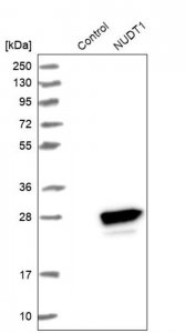Anti-NUDT1 antibody produced in rabbit 