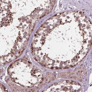 Anti-NUDT1 antibody produced in rabbit 