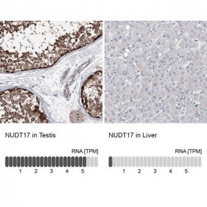 Anti-NUDT17 antibody produced in rabbit 