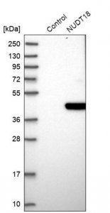 Anti-NUDT18 antibody produced in rabbit HPA028581-100UL