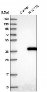 Anti-NUDT22 antibody produced in rabbit 