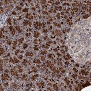 Anti-NUDT22 antibody produced in rabbit 