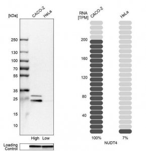 Anti-NUDT4 antibody produced in rabbit 