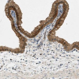 Anti-NUDT4 antibody produced in rabbit 